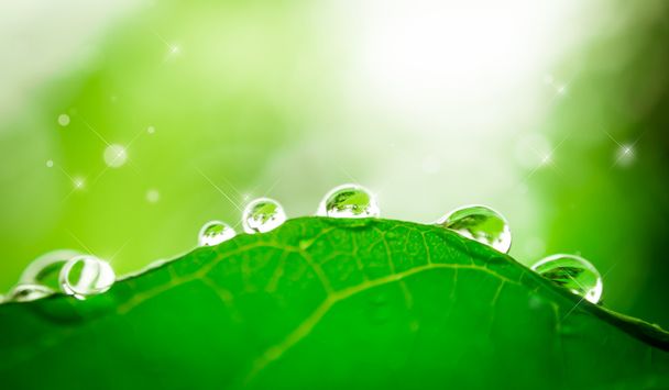 water drop on leaf - Fotoğraf, Görsel