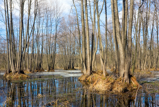 Ялинки на болото
 - Фото, зображення