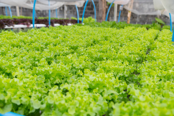 Biologischer Gemüseanbau mit Hydrokultur - Foto, Bild