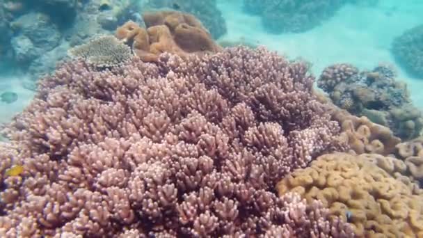 サンゴ礁の水中世界。フィリピンのレイテ. - 映像、動画