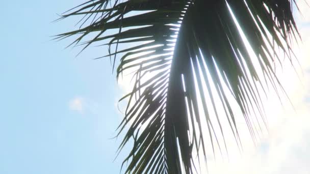 Takken van kokospalmen zwaaien in de zachte bries op blauwe lucht achtergrond. Concept van ontspannen in de zomer. - Video