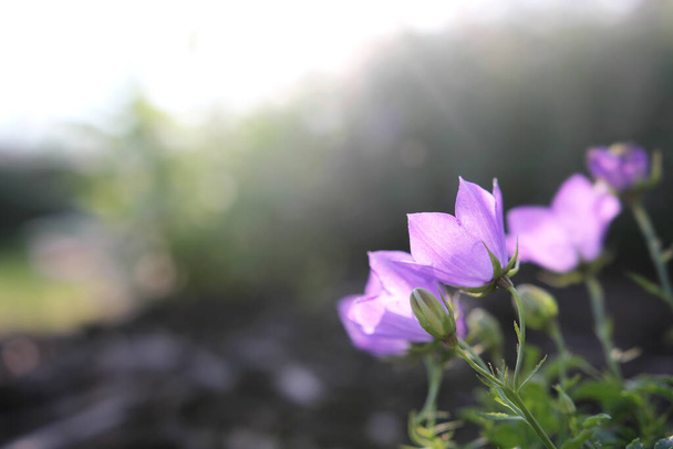 Beautiful purple Campanula Bell Flowers are in front aof a sunny bokeh blurred background. - Photo, Image
