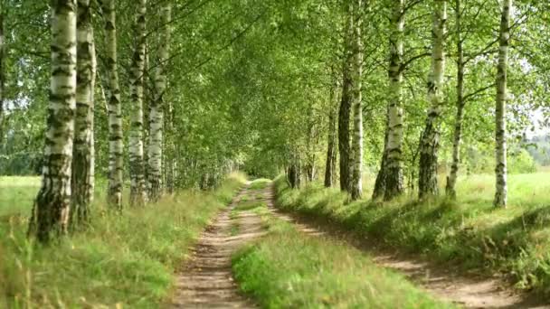 Cesta k zeleným březovým stromům - Záběry, video