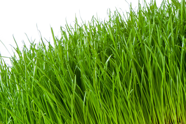 зеленая трава - Фото, изображение