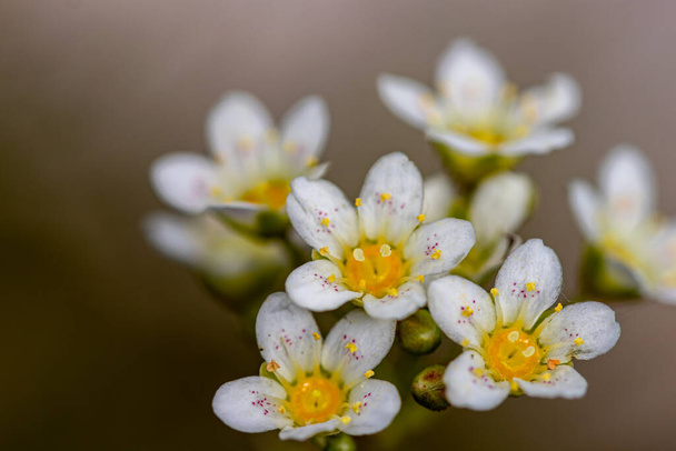 Квітка саксифрагари, що росте в горах
 - Фото, зображення
