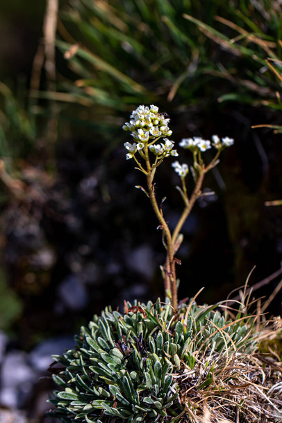 Saxifraga crustata flower in mountains - Photo, Image
