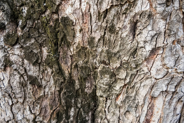 Rough and dry. Tree trunk. Tree bark texture. Tree stem cover closeup. Mature tree covered with moss. Woody plant. Forest nature. Natural background. - Foto, Imagem