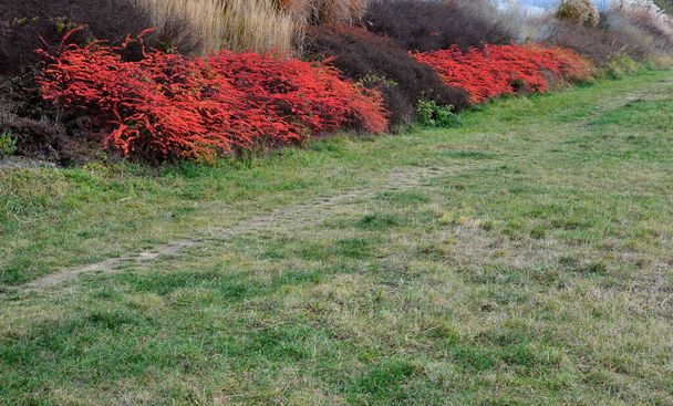 mosaic-like large-scale plantings of shrubs not water-friendly. overgrown slopes above the highway. large squares of orange, brown, red cover green and ornamental grasses - Photo, Image
