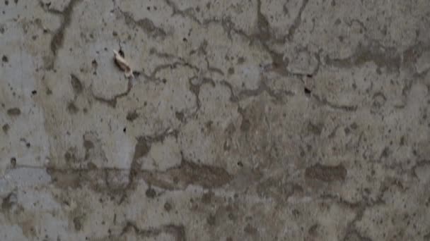 ベージュスタッコで染色された古いグレーのコンクリートの背景を傷や穴でテクスチャ. - 映像、動画