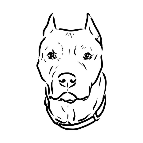 Schets van de Terriër van de stier van de hond Pit. Vectorillustratie - Vector, afbeelding