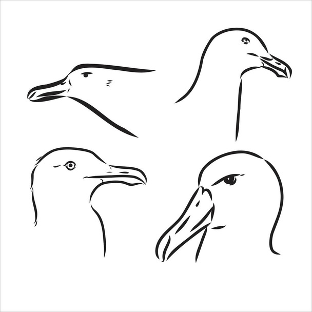 Möwe Albatrossvogel im Flug mit offenen Flügeln Skizze Vektorgrafik Schwarz-Weiß-Zeichnung - Vektor, Bild