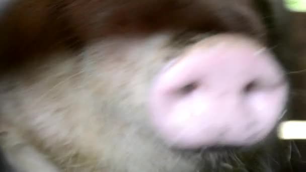 Хрюкающая свинья в сарае
 - Кадры, видео