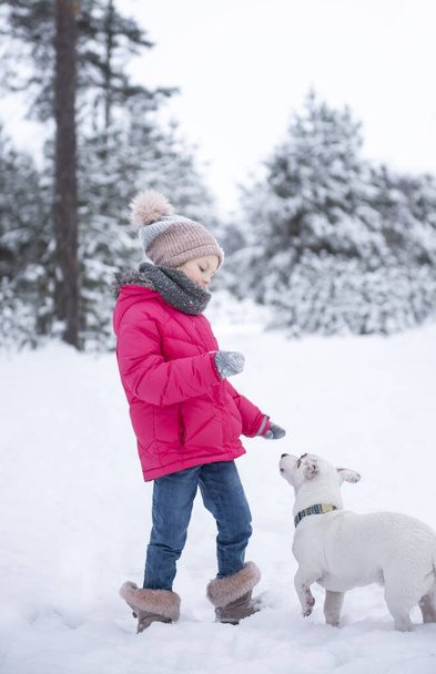 Mała dziewczynka w jasnej kurtce bawi się w zimowym śnieżnym lesie ze swoim psem Jackiem Russellem Terrierem - Zdjęcie, obraz