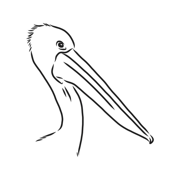 Ručně kreslený pelikánský portrét vytvořený ve vektoru v lineárním náčrtu. Vektorová grafika pro značkování nebo reklamu. - Vektor, obrázek