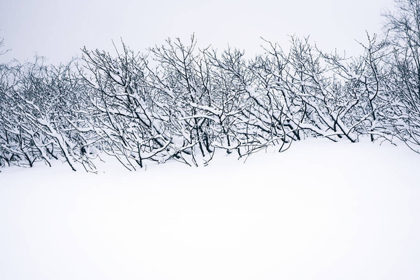 Winter landscape in a snowy weather. Trees covered with snow. Kamchatka peninsula, Russia - Fotoğraf, Görsel