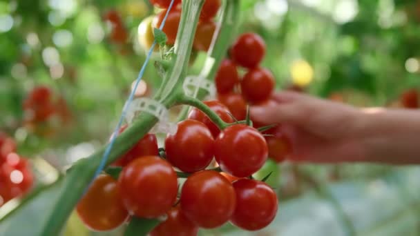 Agronomický vědec kontroluje kvalitu červených rajčat při detailním záběru plantáže - Záběry, video