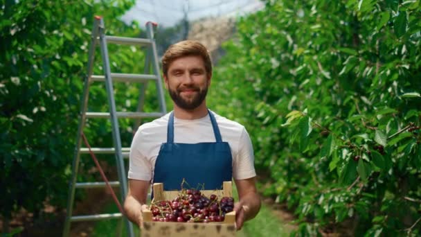 Agricultor de alimentos apresenta colheita de cereja em agronegócio fazenda plantação de efeito estufa. - Filmagem, Vídeo