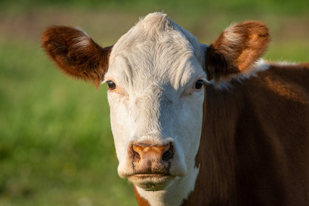 Közelkép portré egy barna tehén fehér fej néz zavarba egyenesen a kamerába - Fotó, kép