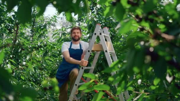 Hombre jardinero trabajador posando en verde grande bayas plantación soleado cálido verano día - Metraje, vídeo