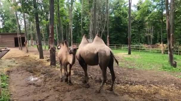 Bactrian Camels. Camelus bactrianus, also known as the Mongolian camel or domestic camel, is a large even-toed ungulate native to the steppes of Central Asia. - Footage, Video