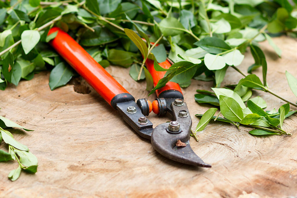 Ножницы для обрезки изгороди на деревянном основании - Фото, изображение