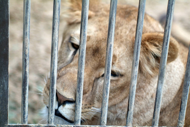 leões atrás das grades no zoológico, no verão - Foto, Imagem
