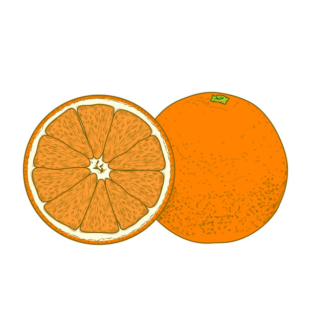 Sliced orange fruits isolated on a white background. Hand drawn color line art. Retro design. Vector illustration. - Vector, Image