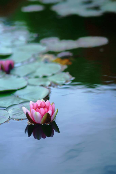 beautiful lotus flower in the pond - Фото, зображення