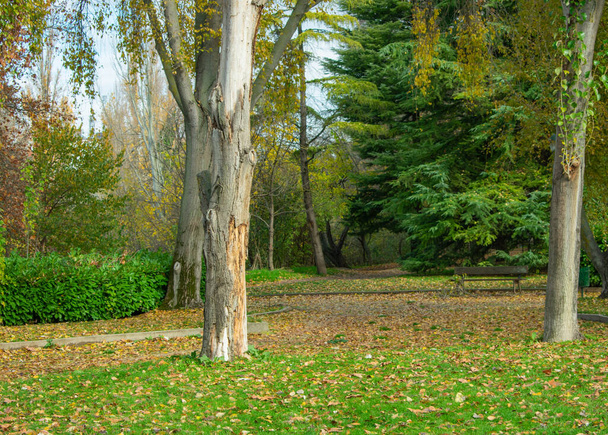 a park with pathway, trees, dry leaves and grass - Foto, Imagen