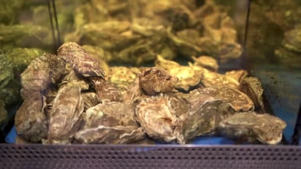 Fresh oysters in restaurant aquarium, clean sea water and shellfish, seafood concept - Footage, Video