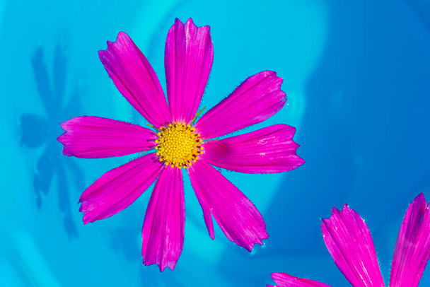 An overhead view of pink flower called kosmeya floating in the pool, with the pools blurred blue. Spa concept. Summer mood. Pink chamomile. - Photo, Image