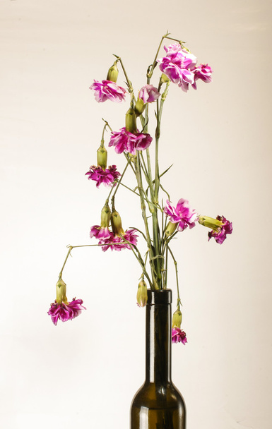 Flores de clavel marchitas en el fondo brillante
 - Foto, Imagen