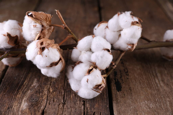 A branch of dry cotton on a dark wooden background - Photo, Image