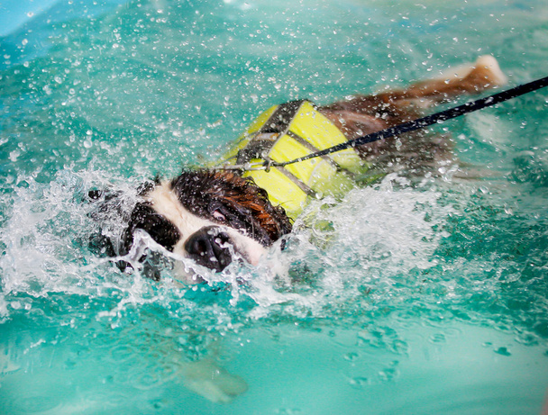 Bernardilainen koira uimassa
 - Valokuva, kuva