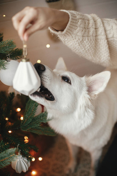 Adorable dog sniffing white bauble in woman hand at christmas tree in festive decorated scandinavian room. Cute white dog helping owner decorate christmas tree. Pet and winter holidays - Фото, зображення