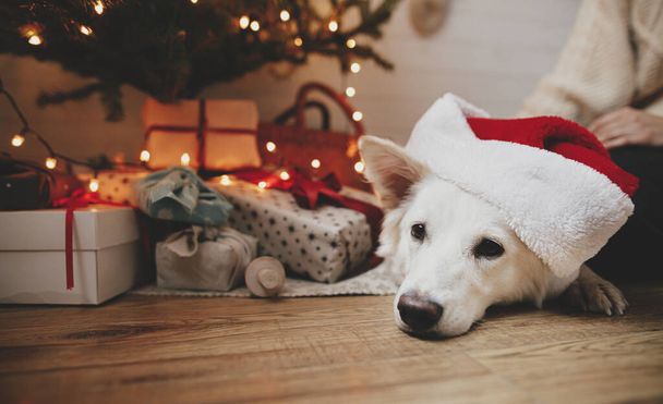 Adorable perro en sombrero de santa rojo acostado en el árbol de Navidad con regalos y luces. Retrato de lindo perro blanco relajándose en la habitación escandinava festiva. Vacaciones de mascotas e invierno. Feliz Navidad.! - Foto, imagen