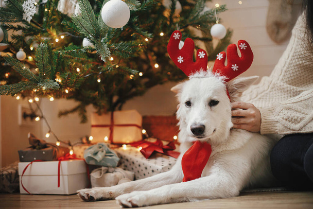Adorable dog in reindeer antlers sitting under christmas tree with gifts and lights. Cute funny white dog relaxing with owner in festive scandinavian room. Pet and winter holidays. Happy Holidays! - Fotó, kép