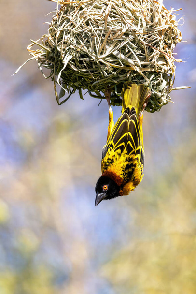 Male black-headed weaver, or yellow backed weaver bird, Ploceus melanocephalus, emerges from the nest he is weaving. Soft pastel foliage background with space for text.  - Photo, Image