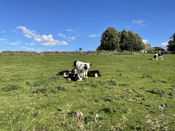 Корови, відпочиваючи на великому полі, в сонячний день поблизу, Вілсден, Бредфорд, Йоркшир, Велика Британія - Фото, зображення