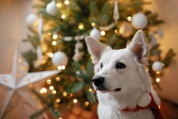 Entzückender Hund in rotem Weihnachtsmannschal, der auf dem Hintergrund des Weihnachtsbaums mit Geschenken und Lichtern sitzt. Porträt des niedlichen weißen Hundes in festlich dekorierten skandinavischen Raum. Frohe Weihnachten und frohe Feiertage! - Foto, Bild