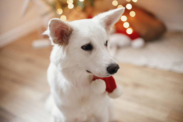 Adorable dog in red santa scarf sitting on background of christmas tree with gifts and lights. Portrait of cute white dog in festive decorated scandinavian room. Merry Christmas and Happy Holidays! - Photo, Image