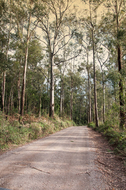 Schotterpiste, die durch eine Eukalyptusplantage führt - Foto, Bild