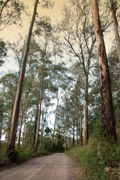 Schotterpiste, die durch eine Eukalyptusplantage führt - Foto, Bild
