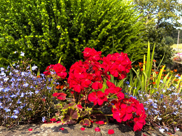 Квіти біля дороги, в сонячний день у Шіплі, Бредфорд, Велика Британія. - Фото, зображення