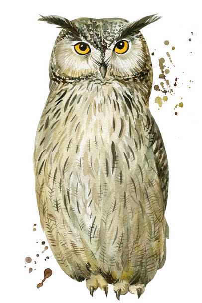 Owl on an isolated white background, watercolor illustration - Zdjęcie, obraz