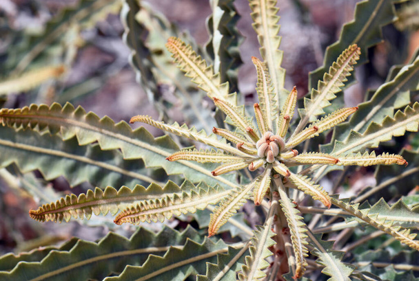 Listoví a nový růst australského rodáka Acorn Banksia, Banksia prionotes, čeledi Proteaceae. Také známý jako Orange Banksia - Fotografie, Obrázek