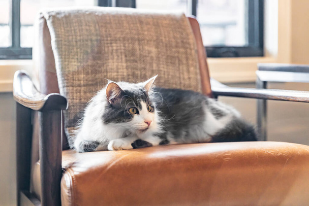 A grey and white cat laying on an orange armchair with light and haze coming from the windows behind it. - Foto, Imagen
