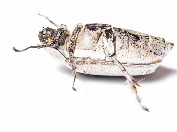 Lepidiota stigma is een rechtvleugelig insect uit de familie veldsprinkhanen (Erebidae). Het is bekend dat de soort suikerrietvelden in de regio aanvalt. - Foto, afbeelding