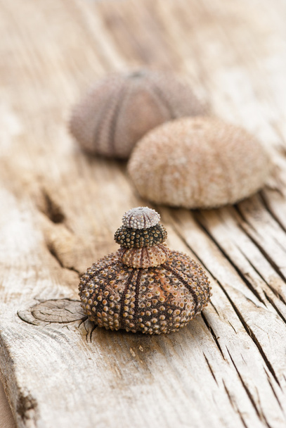 Sea urchins - Photo, Image