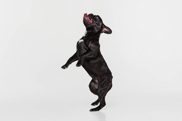 Retrato de lindo perro, Bulldog francés saltando con la lengua sobresaliendo aislado sobre fondo blanco - Foto, imagen